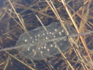 Tiger salamander eggs