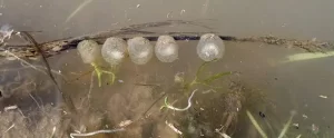 Tiger salamander eggs laid singly across a stick