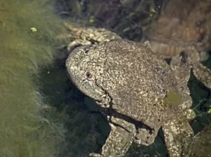 Titicaca water frog