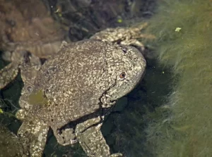 Titicaca water frogs have excess skin