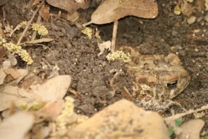 Toad in the mud coming out of hibernation