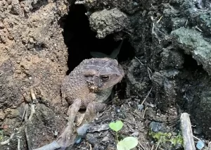 Toads such as the American toads hibernate underground