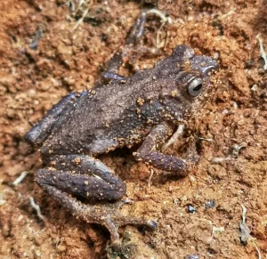 Torniers Forest Toad