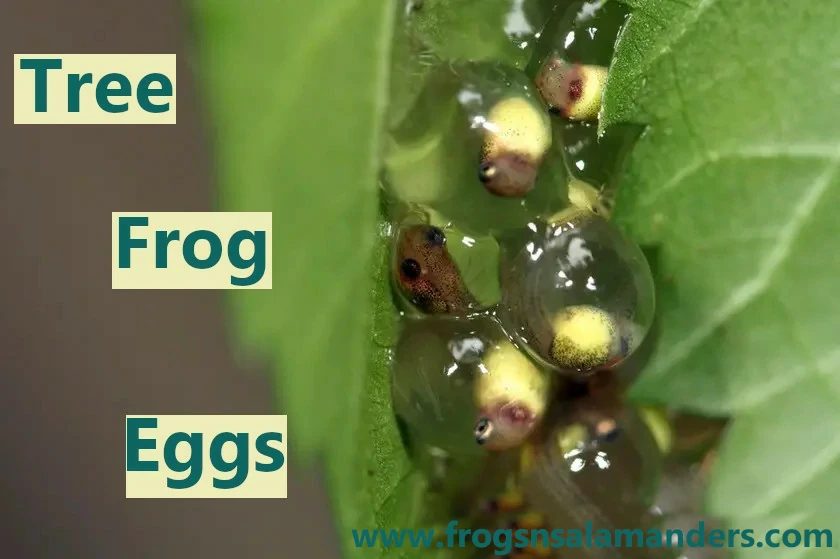 Tree frog eggs