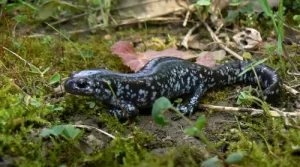 Tremblays Salamander on grass