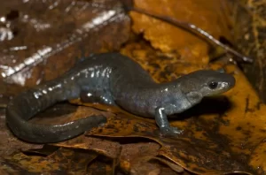 Tremblays Salamander on leaves