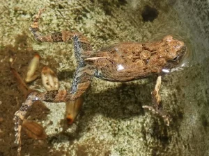 Tungara frog