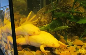 Two African clawed frogs mating and laying eggs