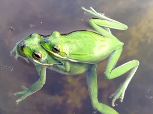 Two American green tree frogs in Amplexus