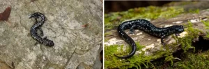 Two-Sequoyah-Slimy-Salamanders