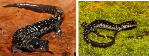 Two Southeastern slimy Salamanders