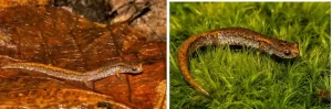 Two four toed salamanders