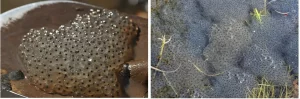 Two frog egg masses submerged in a pond