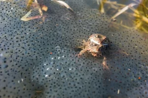 Two frogs mating in a pond with spawn