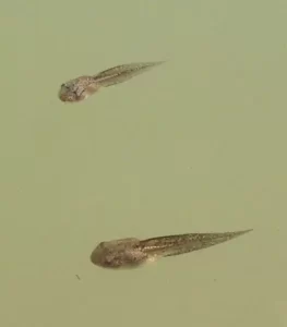 Two gray tree frog tadpoles