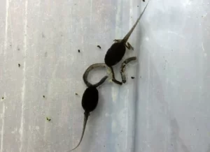 Two gray tree frog tadpoles nibbling on a worm