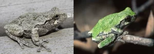 Two-gray-tree-frogs-in-different-color-variations