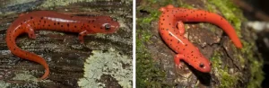 Two mud salamanders