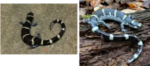 Two-ringed-salamanders