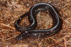 Two-toed Amphiuma