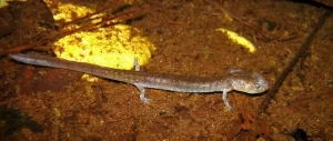 Valdina Farms Salamander Eurycea Troglodytes