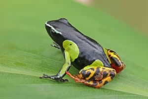 Variegated golden frog (Mantella baroni), with a mucus coating on its skin.