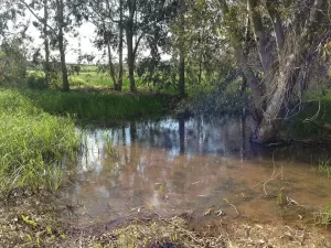 Vernal pool in the wet-season