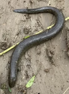 Western Lesser (Siren Siren nettingi)