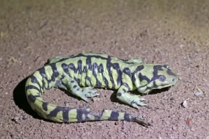 Western barred tiger salamander on soil