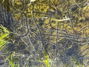 Western toad egg strings