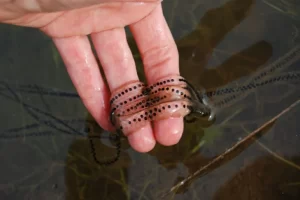 Western toad eggs