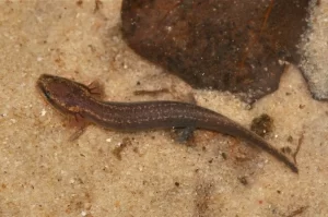 Western waterdog Necturus Beyeri