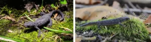 What Alpine newts look like outside of the breeding season