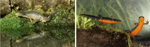 What Alpine newts look like in the breeding season