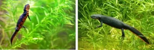 What Chinese and Japanese fire belly newts look like