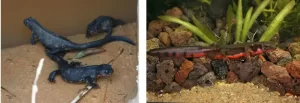 What Sword tail newts look like 1