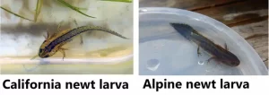 What baby alpine and California newts look like