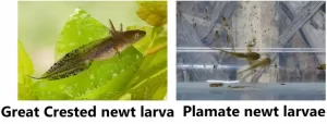 What baby great crested and palmate newts look like