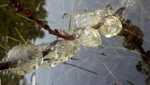 What California newt eggs look like