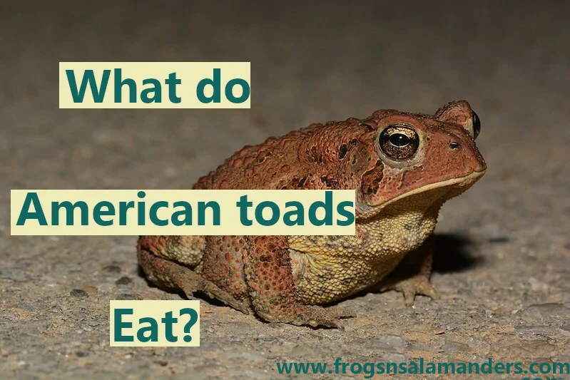 What do American toads eat?