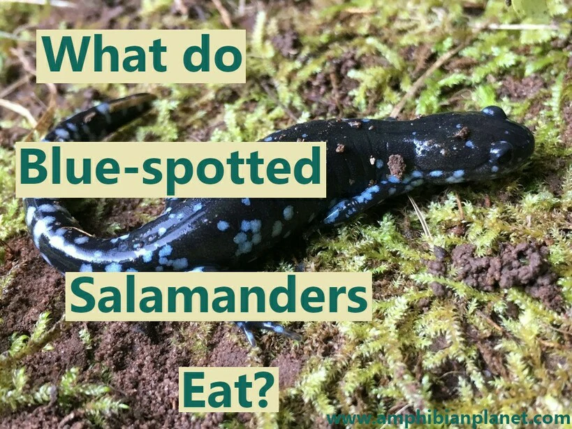 What do blue spotted salamanders eat?