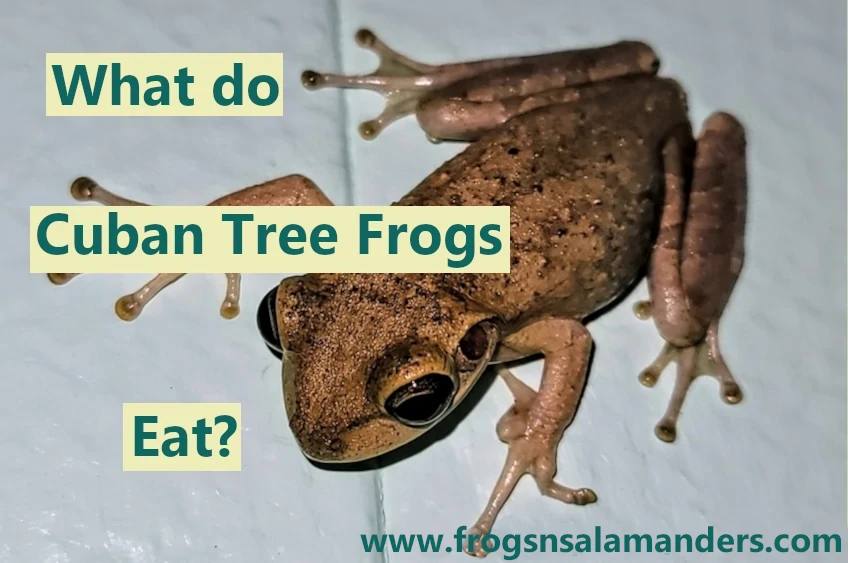 What do Cuban tree frogs eat?