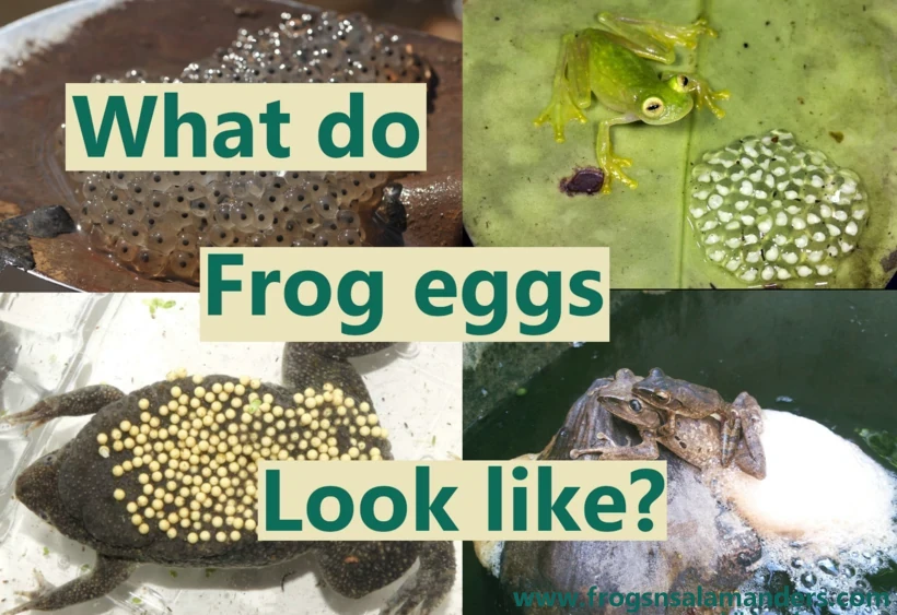 What do frog eggs look like?