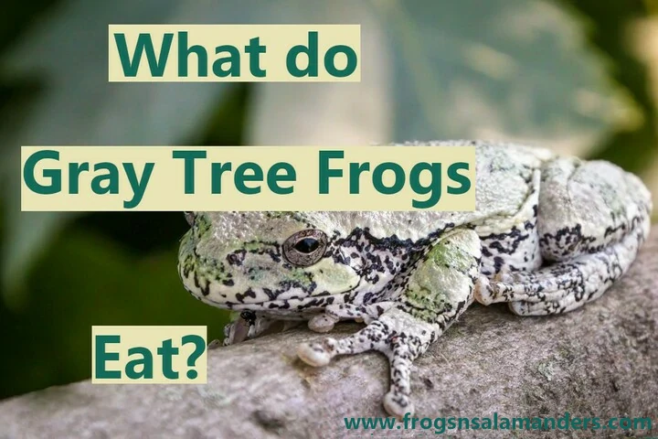 What do gray tree frogs eat?