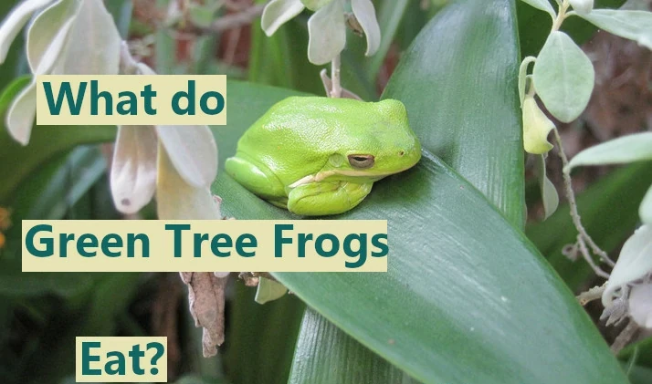 What do green tree frogs eat?