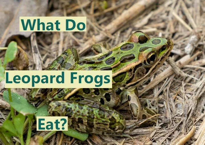 What do leopard frogs eat?