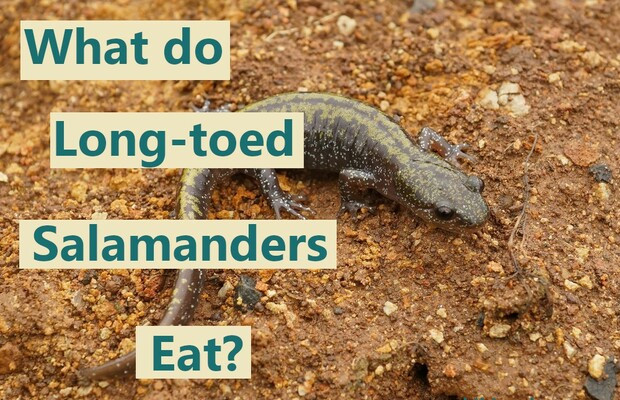 What do long toed salamanders eat?