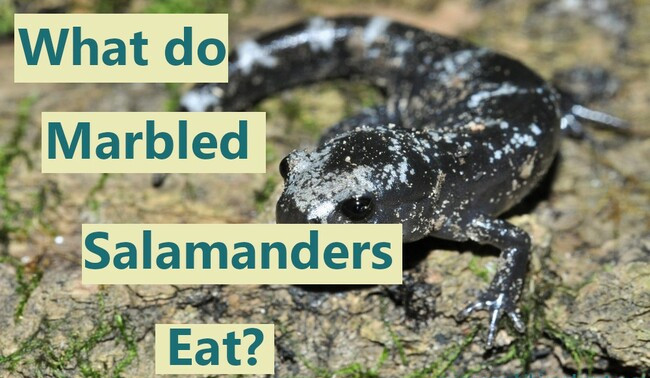 What do Marbled salamanders eat?