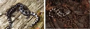 What do marbled salamanders look like