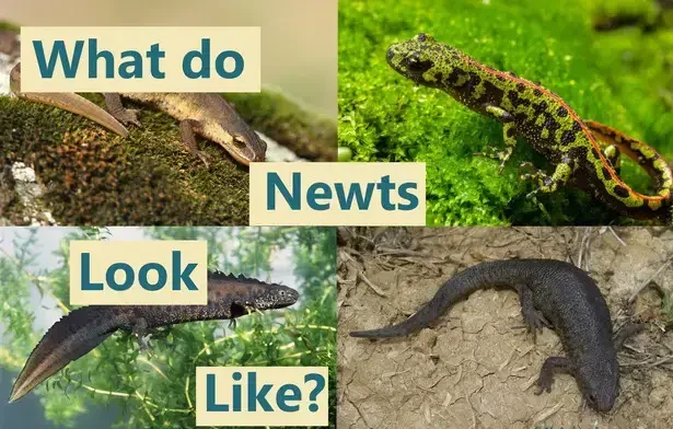 What do newts look like?